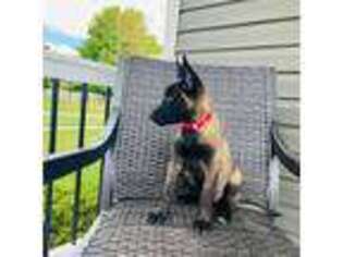 Belgian Malinois Puppy for sale in Bird In Hand, PA, USA