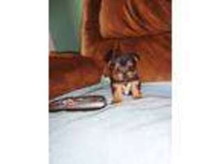 Yorkshire Terrier Puppy for sale in MIDDLETON, TN, USA