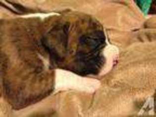 Boxer Puppy for sale in PORTLAND, OR, USA
