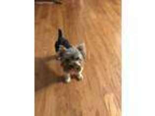 Yorkshire Terrier Puppy for sale in Georgetown, SC, USA