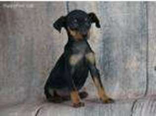 Miniature Pinscher Puppy for sale in Warsaw, IN, USA