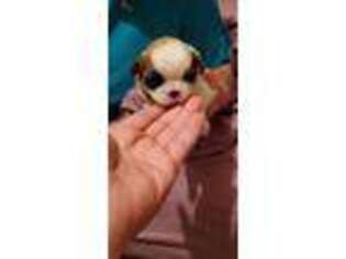 Mutt Puppy for sale in Rio Grande City, TX, USA