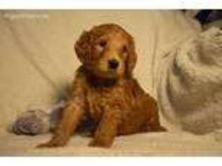 Goldendoodle Puppy for sale in Kearny, NJ, USA