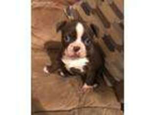 Boston Terrier Puppy for sale in Tupelo, MS, USA