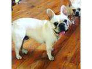 French Bulldog Puppy for sale in Ashburnham, MA, USA