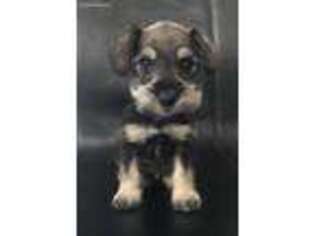 Mutt Puppy for sale in West Covina, CA, USA