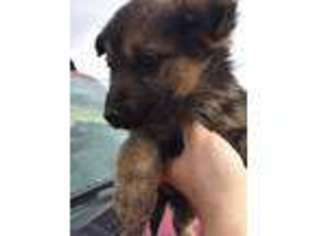 German Shepherd Dog Puppy for sale in Arcadia, MO, USA