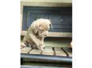 Olde English Bulldogge Puppy for sale in Nacogdoches, TX, USA