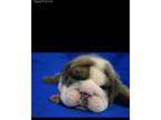 Bulldog Puppy for sale in Hixson, TN, USA