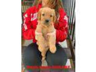 Golden Retriever Puppy for sale in Hamilton, MI, USA