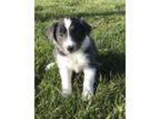 Border Collie Puppy for sale in Springfield, KY, USA
