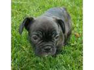 French Bulldog Puppy for sale in Canyon Country, CA, USA