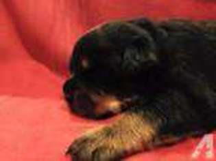 Rottweiler Puppy for sale in DOWNEY, CA, USA