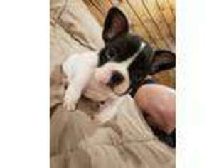 French Bulldog Puppy for sale in Gans, OK, USA