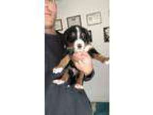 Bernese Mountain Dog Puppy for sale in Lexington, KY, USA