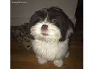 Lhasa Apso Puppy for sale in Chelsea, MA, USA