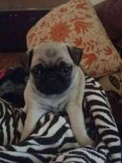 Pug Puppy for sale in Humble, TX, USA