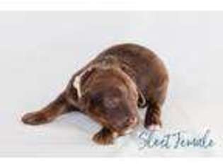 Mutt Puppy for sale in Washington, KS, USA