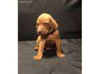 Vizsla Puppy for sale in Abilene, TX, USA