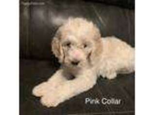 Goldendoodle Puppy for sale in Streator, IL, USA