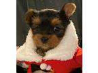 Yorkshire Terrier Puppy for sale in Lamar, CO, USA