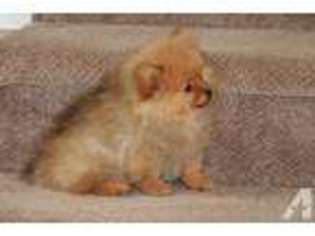 Pomeranian Puppy for sale in CHESAPEAKE, VA, USA