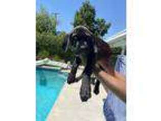 Cane Corso Puppy for sale in Sherman Oaks, CA, USA