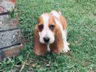 Basset Hound Puppy for sale in Lee, FL, USA