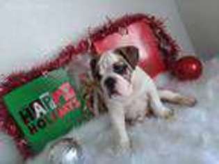 Bulldog Puppy for sale in Ocala, FL, USA