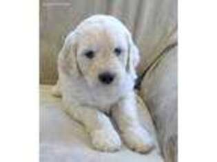 Goldendoodle Puppy for sale in Cullowhee, NC, USA