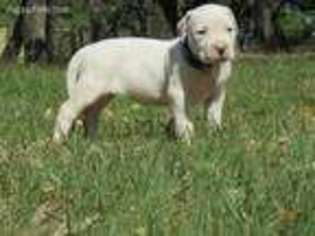 Dogo Argentino Puppy for sale in El Campo, TX, USA