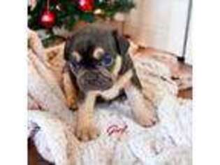 French Bulldog Puppy for sale in Havre, MT, USA