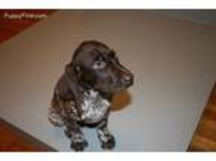 German Shorthaired Pointer Puppy for sale in Schenectady, NY, USA