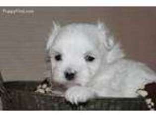 Maltese Puppy for sale in Goshen, IN, USA
