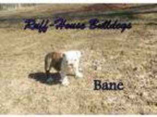 Bulldog Puppy for sale in Springdale, AR, USA