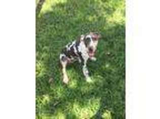 Great Dane Puppy for sale in Moreno Valley, CA, USA