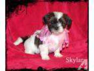 Shorkie Tzu Puppy for sale in SPRINGTOWN, TX, USA