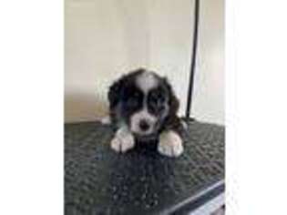 Miniature Australian Shepherd Puppy for sale in Harris, MN, USA