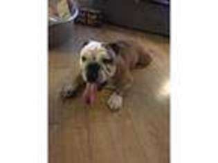 Bulldog Puppy for sale in Lancing, West Sussex (England), United Kingdom