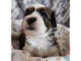 Havanese Puppy for sale in Lincoln Park, MI, USA