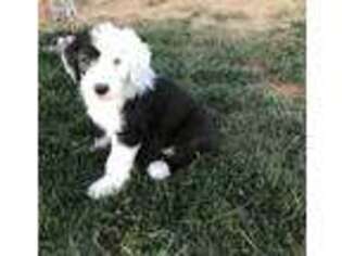 Old English Sheepdog Puppy for sale in Aurora, CO, USA