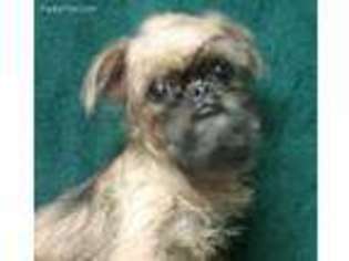 Brussels Griffon Puppy for sale in Princeton, KY, USA