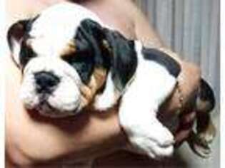 Bulldog Puppy for sale in Las Cruces, NM, USA
