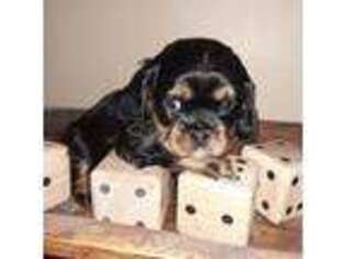 Cavalier King Charles Spaniel Puppy for sale in Sedalia, MO, USA