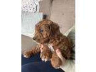 Cavapoo Puppy for sale in Saratoga Springs, UT, USA