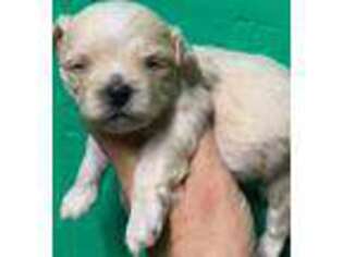 Mal-Shi Puppy for sale in Eastman, GA, USA