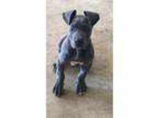 Great Dane Puppy for sale in Titusville, FL, USA