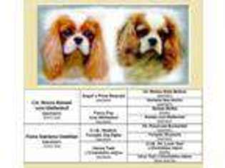 Cavalier King Charles Spaniel Puppy for sale in Kimberly, ID, USA