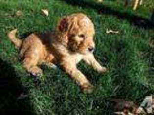 Labradoodle Puppy for sale in ALVADA, OH, USA