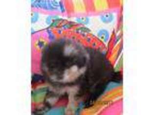 Pomeranian Puppy for sale in Buckatunna, MS, USA